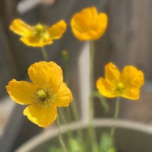 Meet your Posher, Aimee